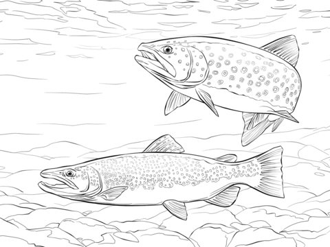 Brown Trout Coloring Page